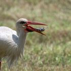 Weissstorch mit Maus