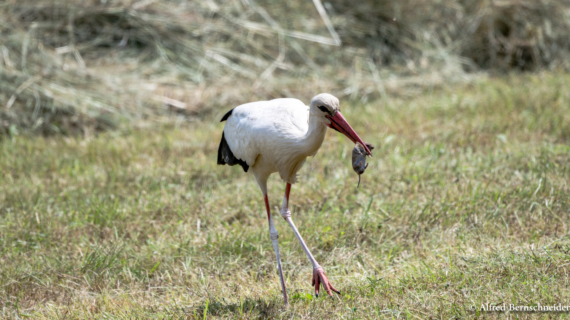 Weissstorch mit Maus