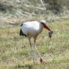 Weissstorch mit Maus