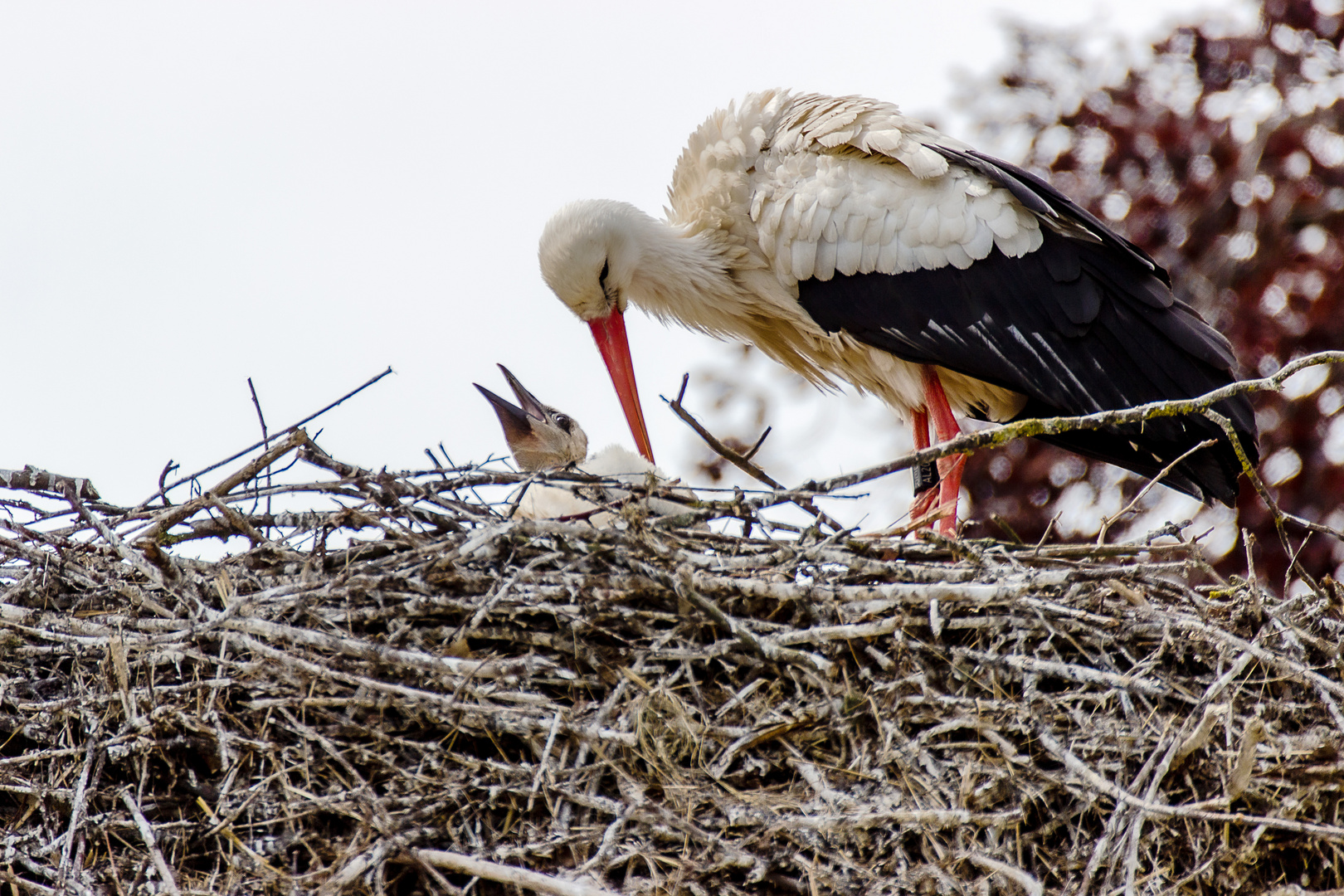 Weißstorch mit Nachwuchs