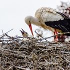 Weißstorch mit Nachwuchs