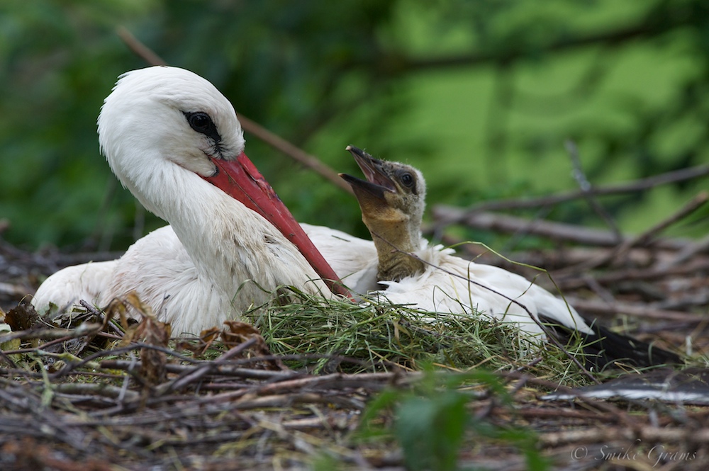 Weißstorch mit Nachwuchs