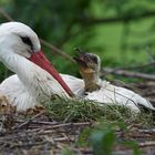 Weißstorch mit Nachwuchs