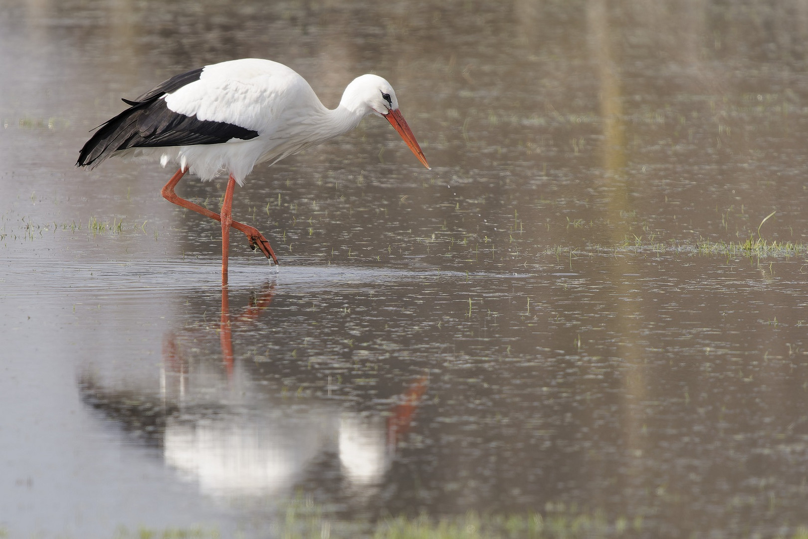 Weißstorch mit Spiegelbild