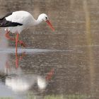 Weißstorch mit Spiegelbild