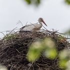 Weißstorch mit Untermieter