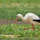 Weißstorch: Mitten durch das Erdbeerfeld