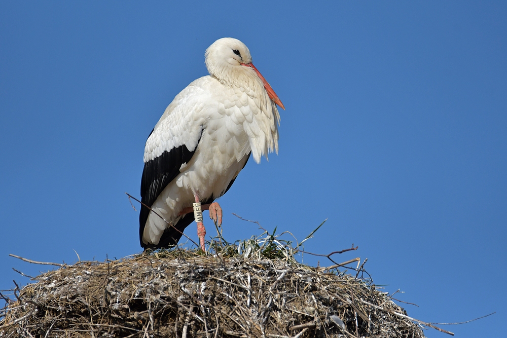 Weißstorch: MMFF - seit Jahren Brutvogel in Biebesheim