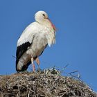 Weißstorch: MMFF - seit Jahren Brutvogel in Biebesheim