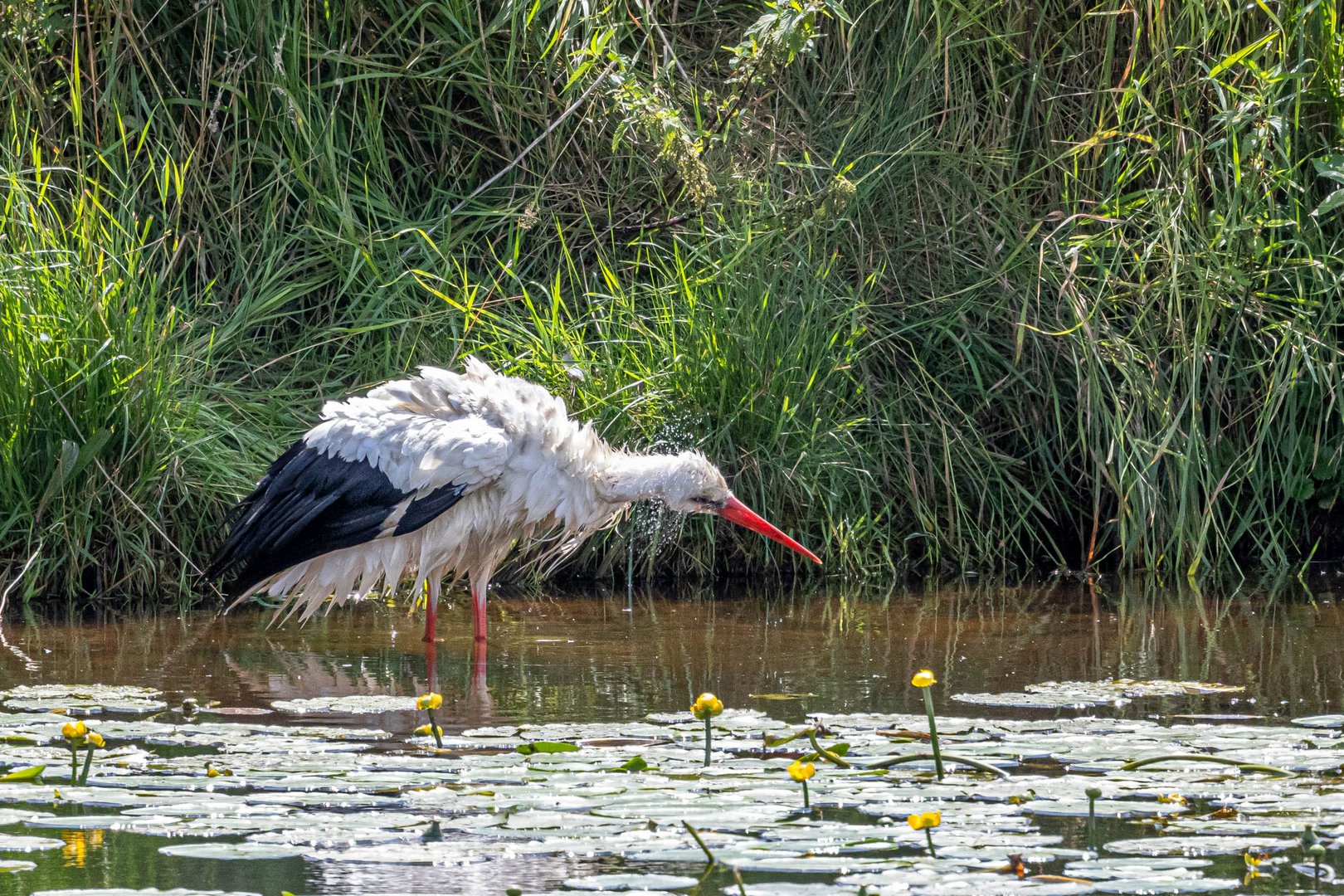 Weißstorch nach einem Bad / White stork after a bath