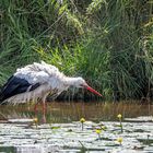 Weißstorch nach einem Bad / White stork after a bath