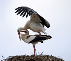 Weißstorch  Nest -2-