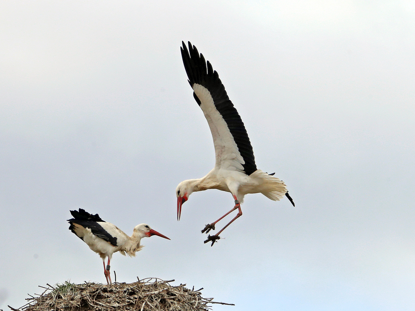 Weißstorch  - Nest -3- 