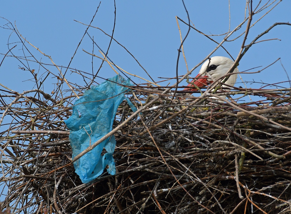 Weißstorch: Nest mit Plastik-Müll 01