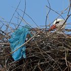 Weißstorch: Nest mit Plastik-Müll 01