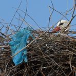 Weißstorch: Nest mit Plastik-Müll 01