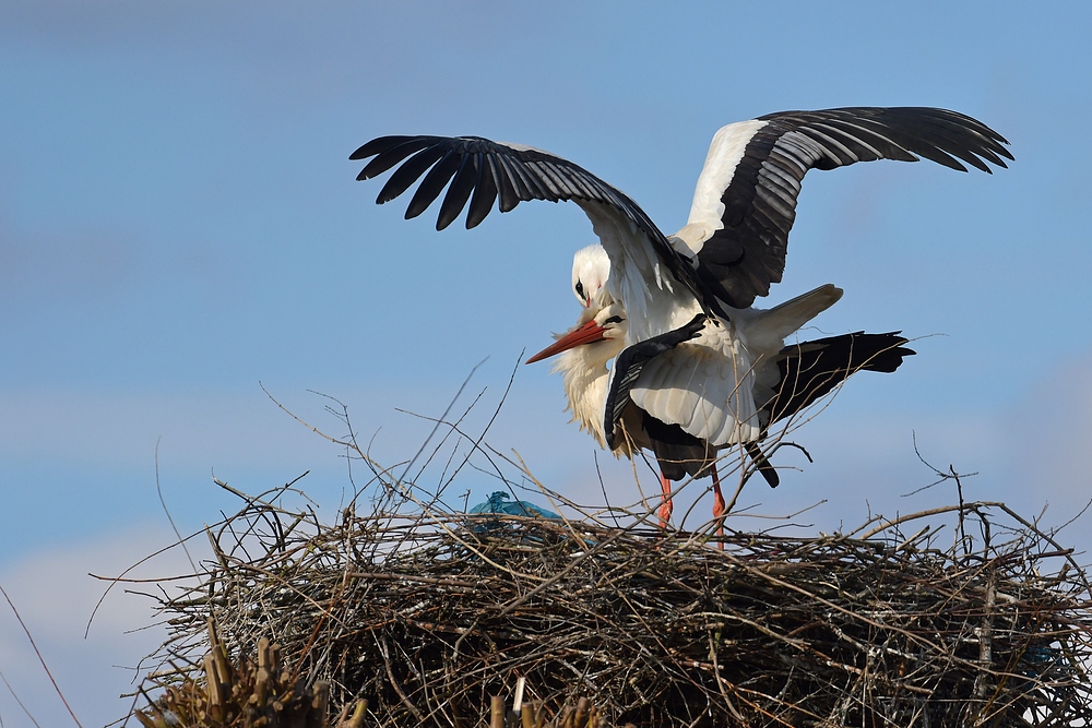 Weißstorch: Nest mit Plastik-Müll 02