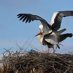 Weißstorch: Nest mit Plastik-Müll 02