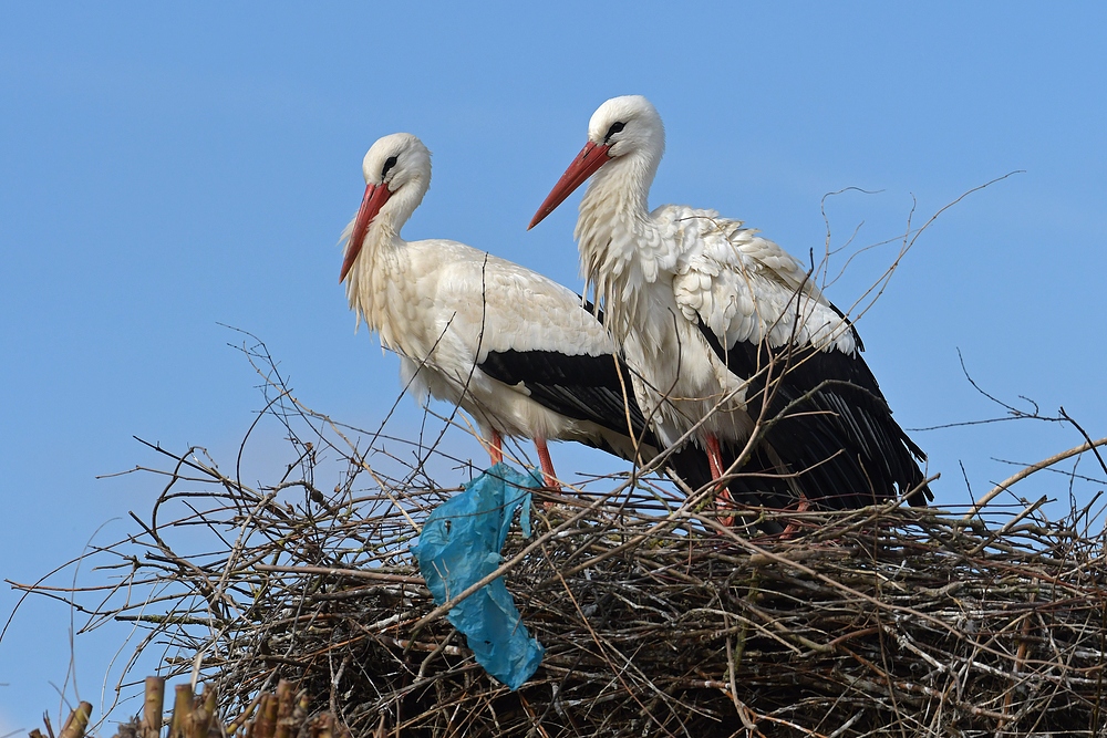 Weißstorch: Nest mit Plastik-Müll 03