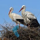 Weißstorch: Nest mit Plastik-Müll 03