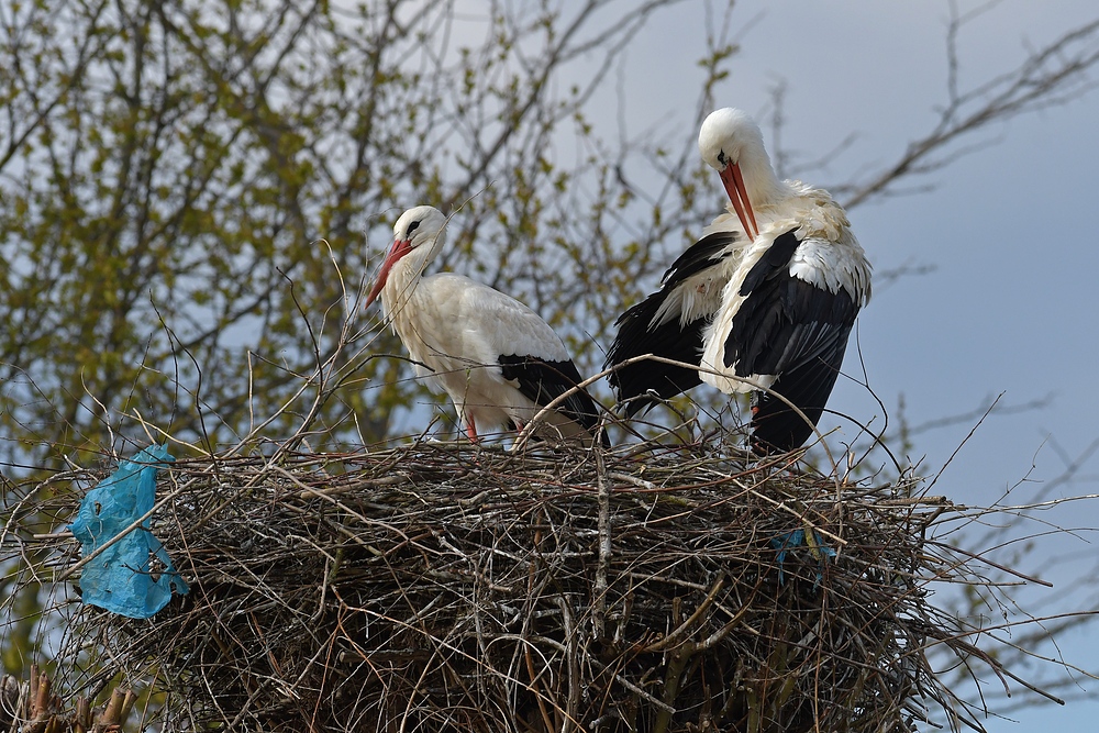 Weißstorch: Nest mit Plastik-Müll 04