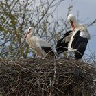 Weißstorch: Nest mit Plastik-Müll 04