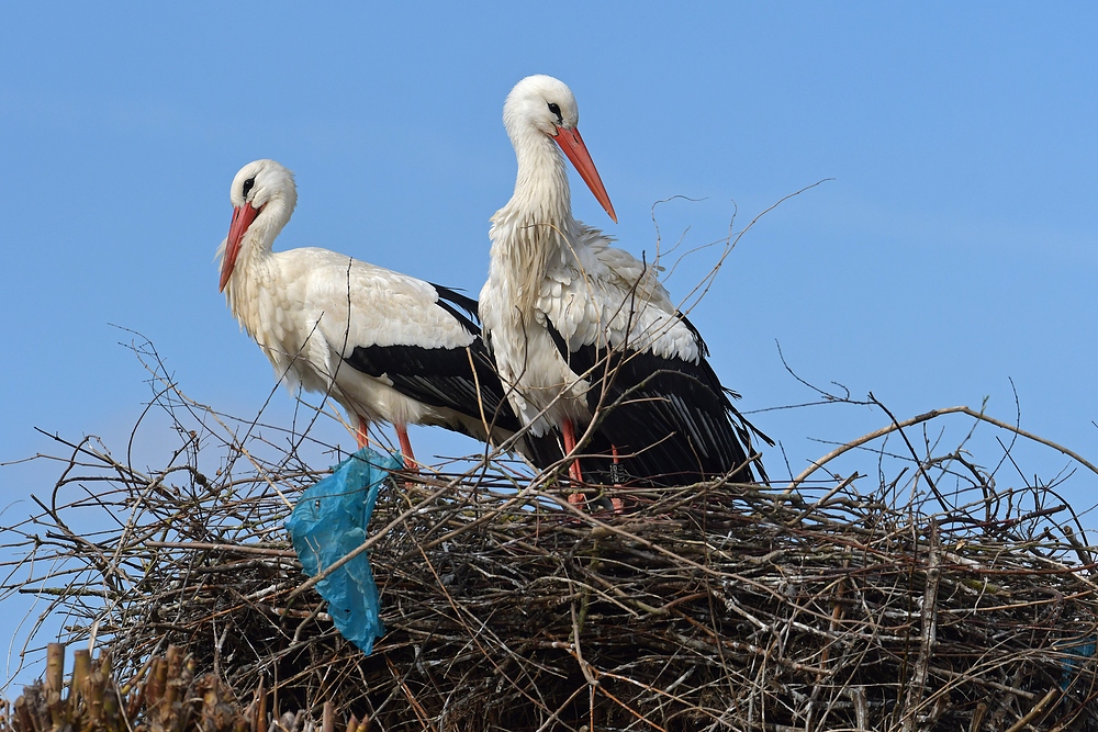 Weißstorch: Nest mit Plastik-Müll 05