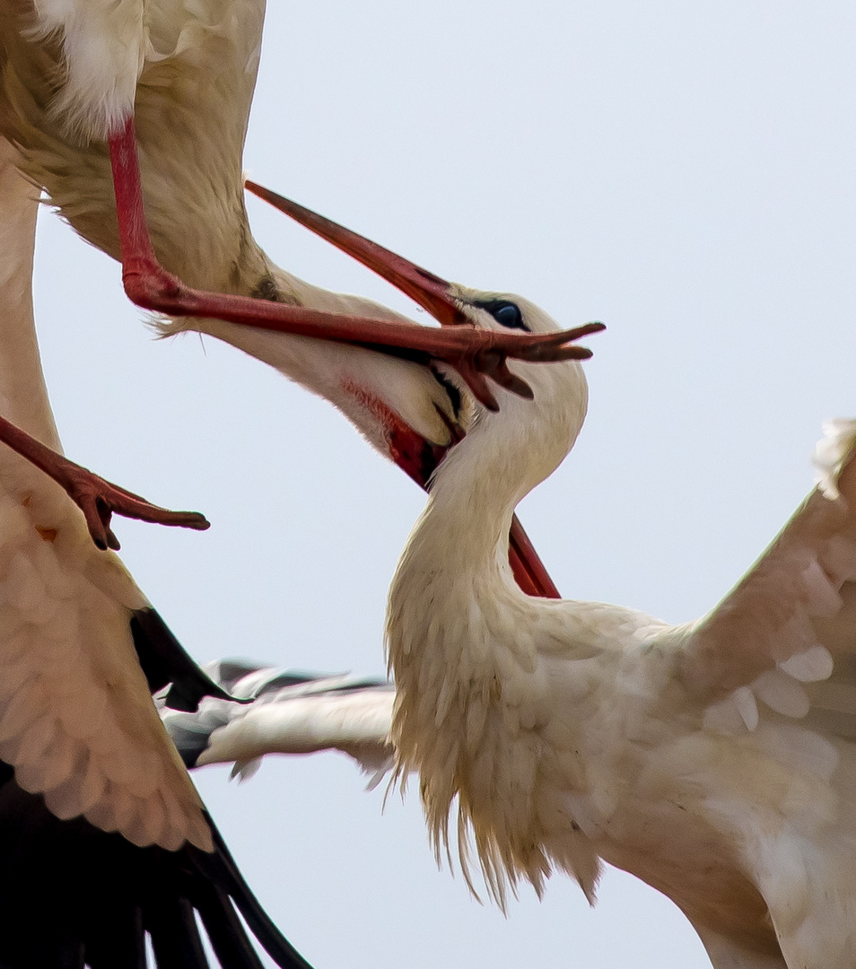 Weißstorch Nestverteidigungs-Revierkämpfe 