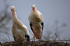 Weißstorch  - neugierig - 