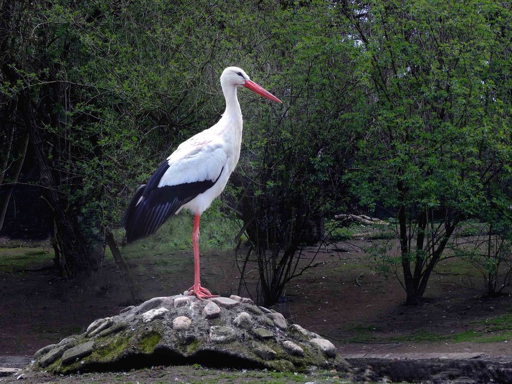 Weißstorch (Neuwieder Zoo)