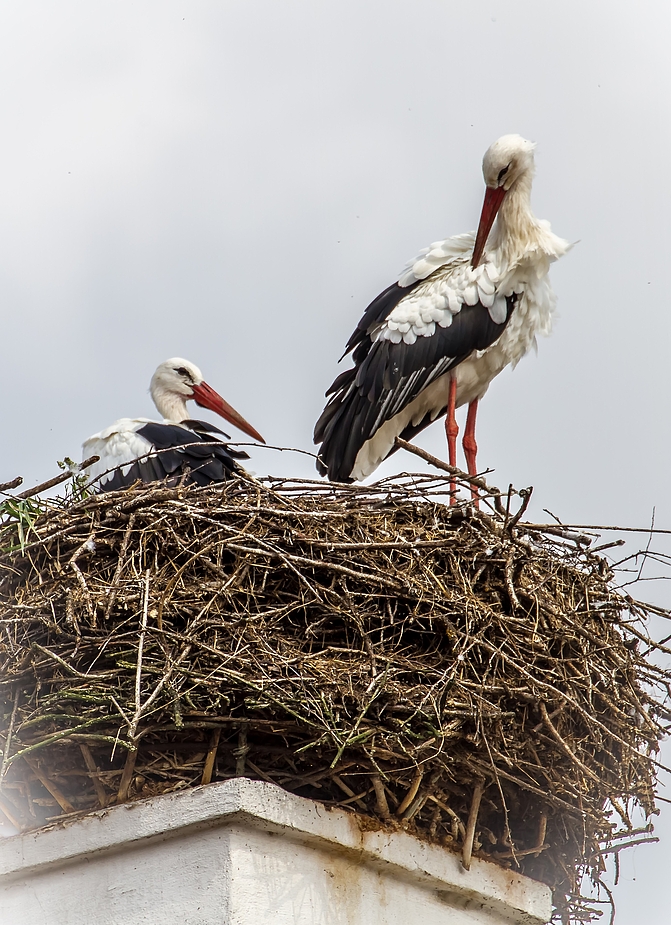 "Weißstorch Pärchen" ohne Reisefieber