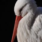 Weißstorch; Portrait