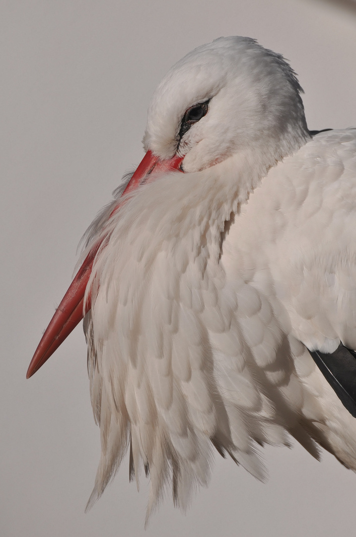 Weißstorch; Portrait