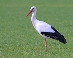 Weißstorch  - Pose -