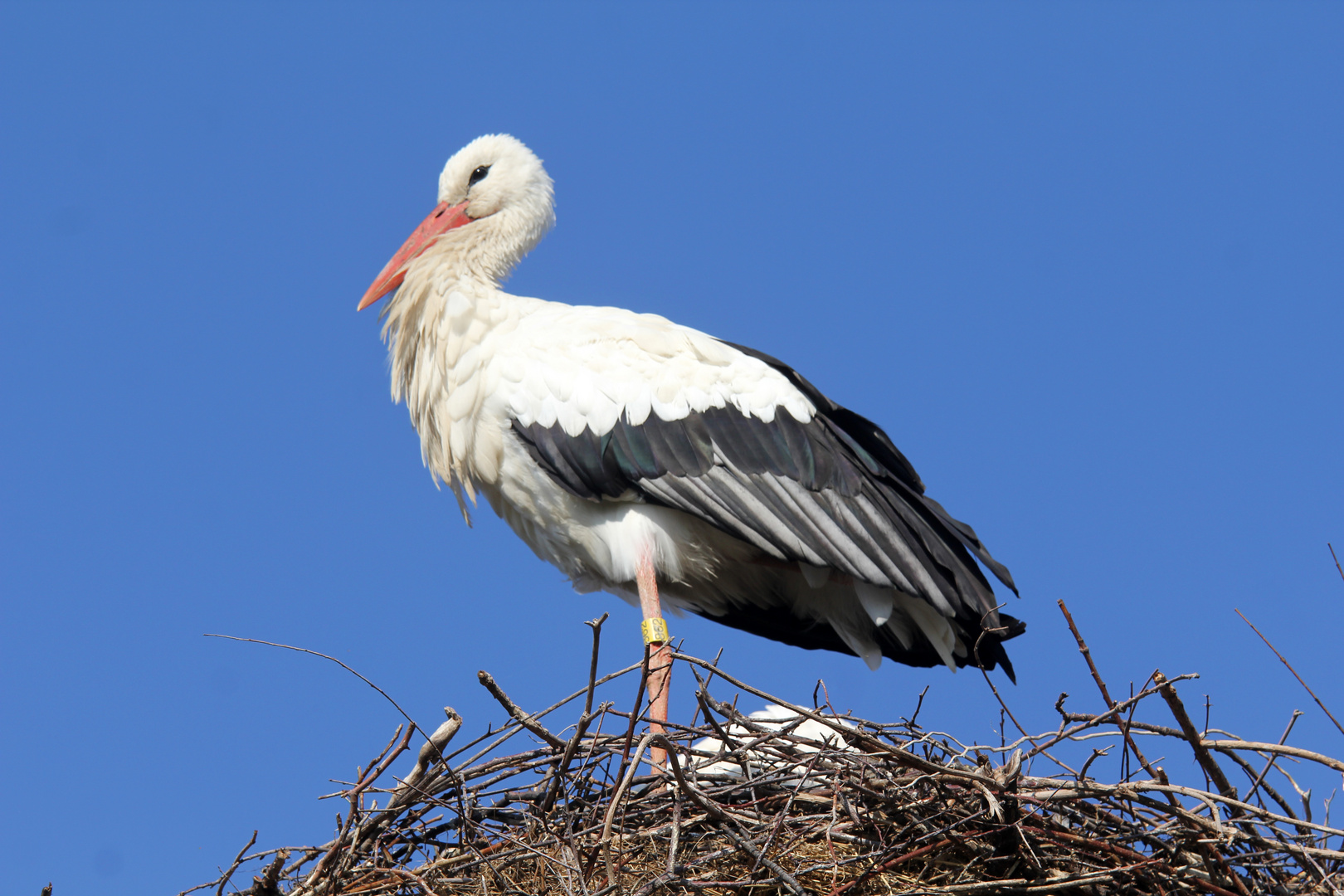 Weißstorch, "posierend" im Nest