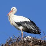 Weißstorch, "posierend" im Nest