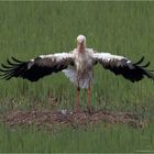 Weißstorch Rockt auf dem Nest