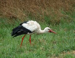 Weißstorch -Schlange oder Regenwurm -2-