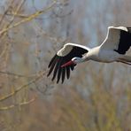 Weißstorch: Selbst im Januar elegante Flieger