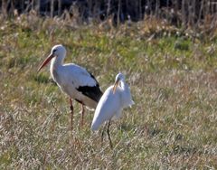 Weißstorch + Silberreiher