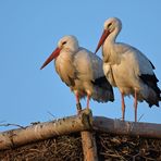 Weißstorch: Sonnenuntergang gucken