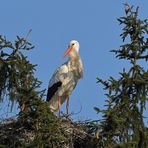 Weißstorch: Sonnenwind in der Fichte