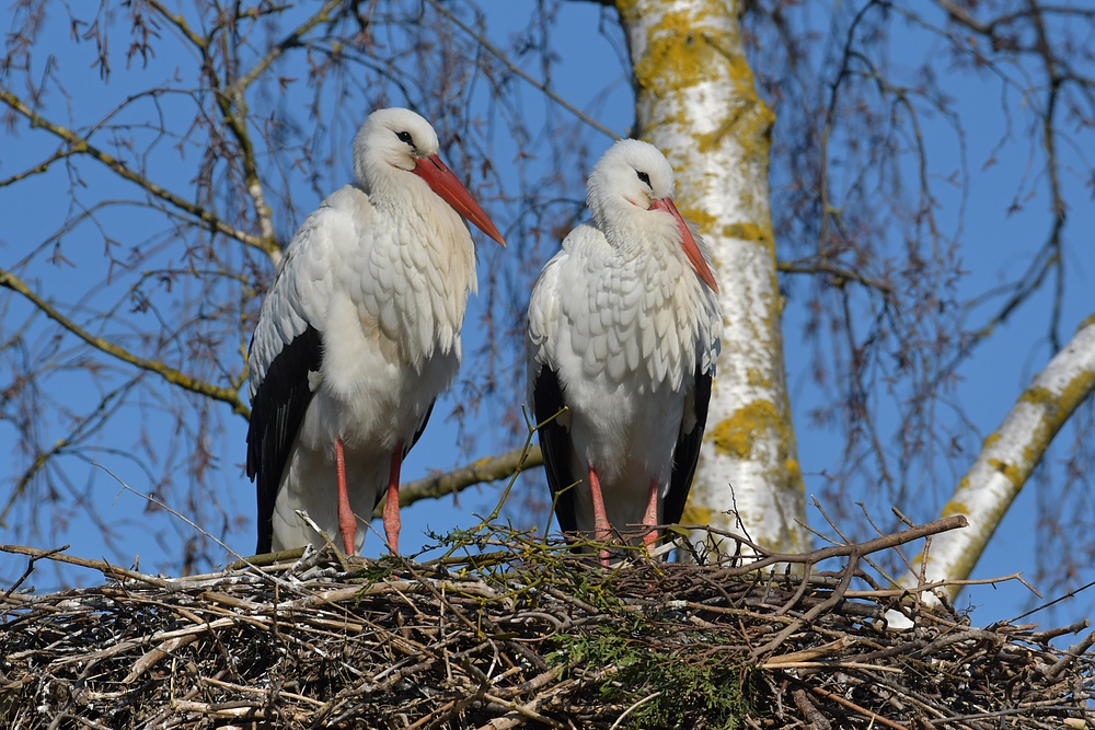 Weißstorch: Spazieren - Gucken vor Brutbeginn