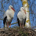 Weißstorch: Spazieren - Gucken vor Brutbeginn