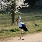 Weißstorch, Spaziergang im Frühling