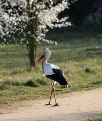 Weißstorch, Spaziergang im Frühling