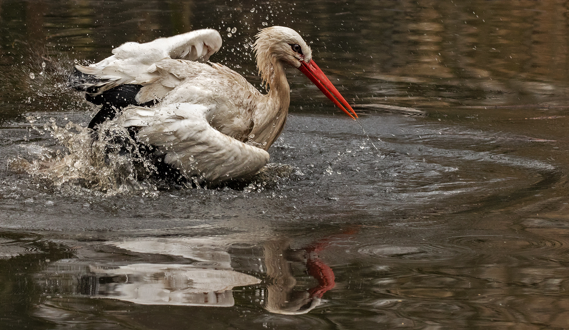 Weißstorch Spiegelbild 005 