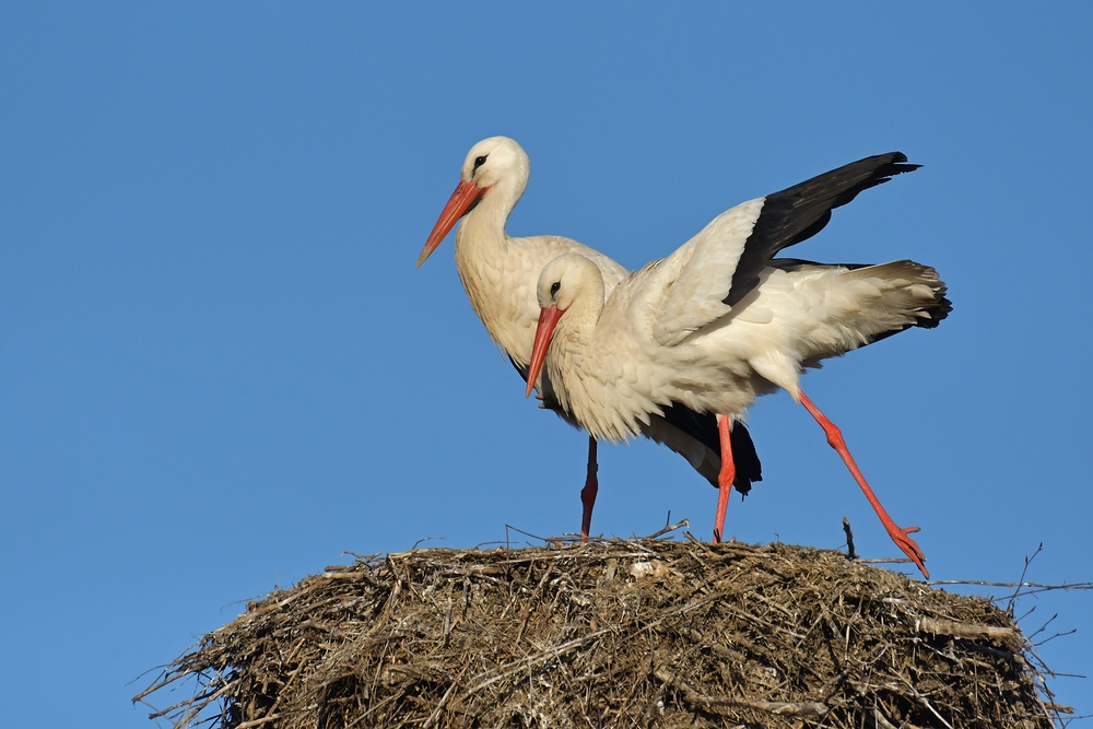 Weißstorch – Strecken