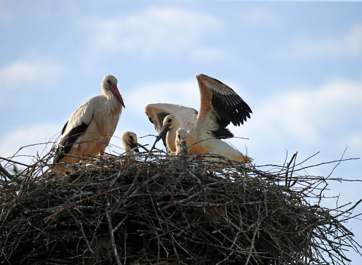 Weißstorch -Training -1-