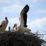 Weißstorch -Training  -2-